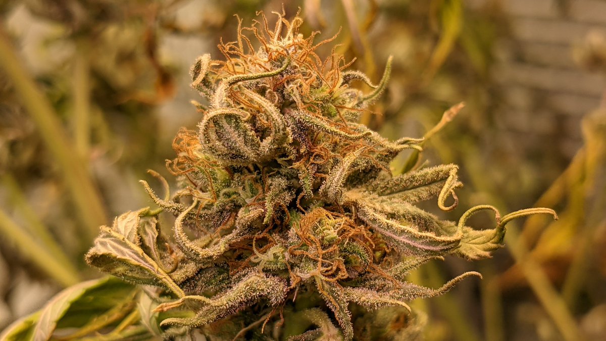 Oops 😬 been so busy lately and been neglecting the girls. This one has been underwatered 3-4 times and I finally did it ⚰️🌱
She still had a few weeks left. What do ya think of the flower? Edibles? Cure it and try? Toss it? 
#cannabis
Will be automating my watering 😅