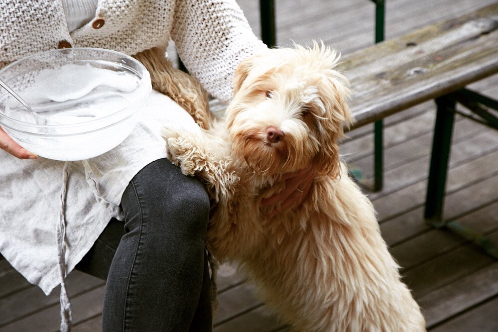 makegoodspace's tweet image. Who’s your BFF workspace companion ?@makegoodspace @OdetteWilliams4 #workspacestudio #makegoodapace