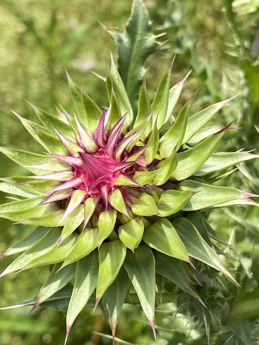 Kamekichi777さんのイラスト一覧