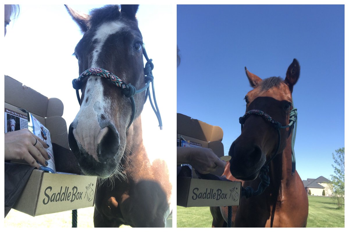 corgicrazytime's tweet image. Sam and Pepper were so excited to see the lemon cookies in their box this month! They are their favorites! @SaddleBox #SaddleBox #spoiledhorses