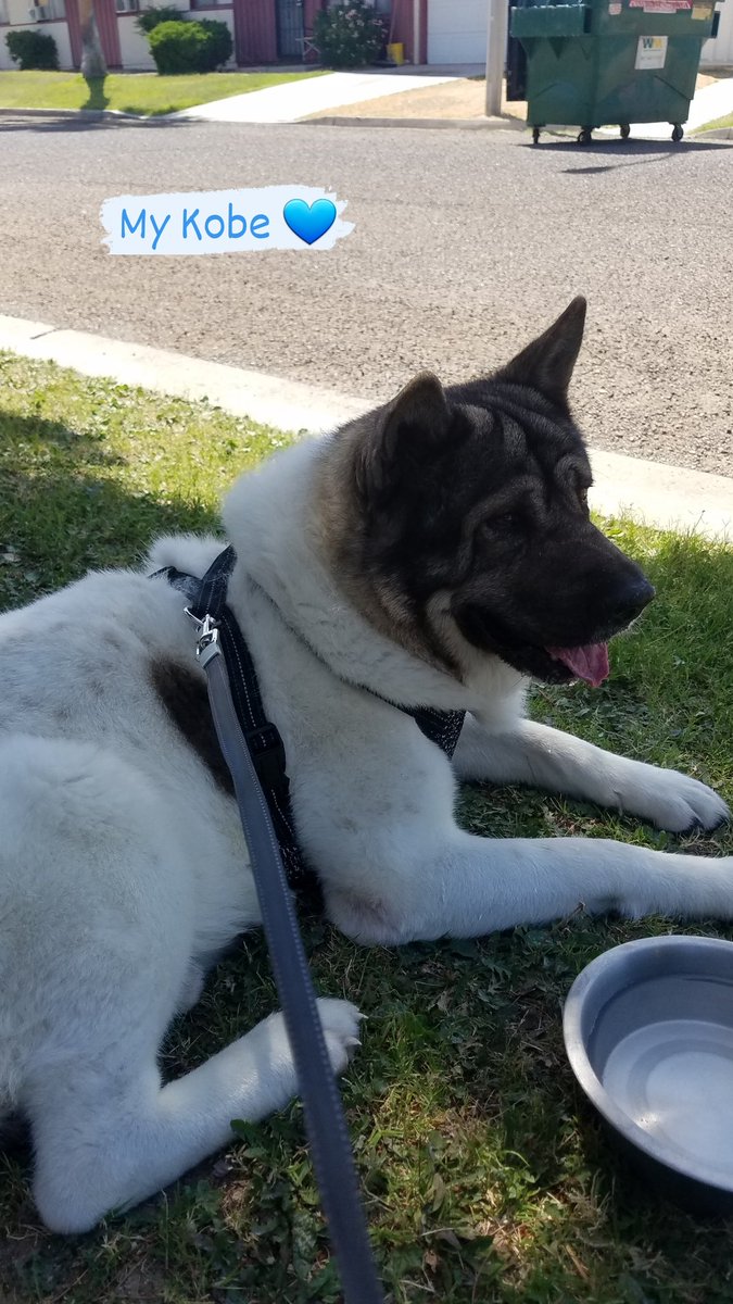 Trishthadish13's tweet photo. @BaileySarian I wanted you to meet my fur son. He sits and chills with me on our Bailey adventures @BaileySarian https://t.co/3qs8kYvMJB