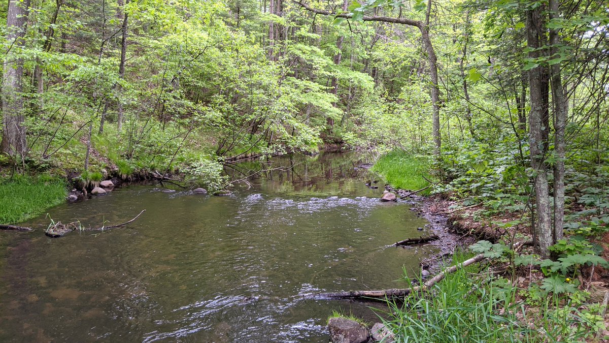 SkiUMahDano's tweet photo. Was a pleasant morning to hit a pleasant little stream in Washburn County, WI to pursue the elusive brook and brown trout! #trouting https://t.co/VpRSmGjwg8