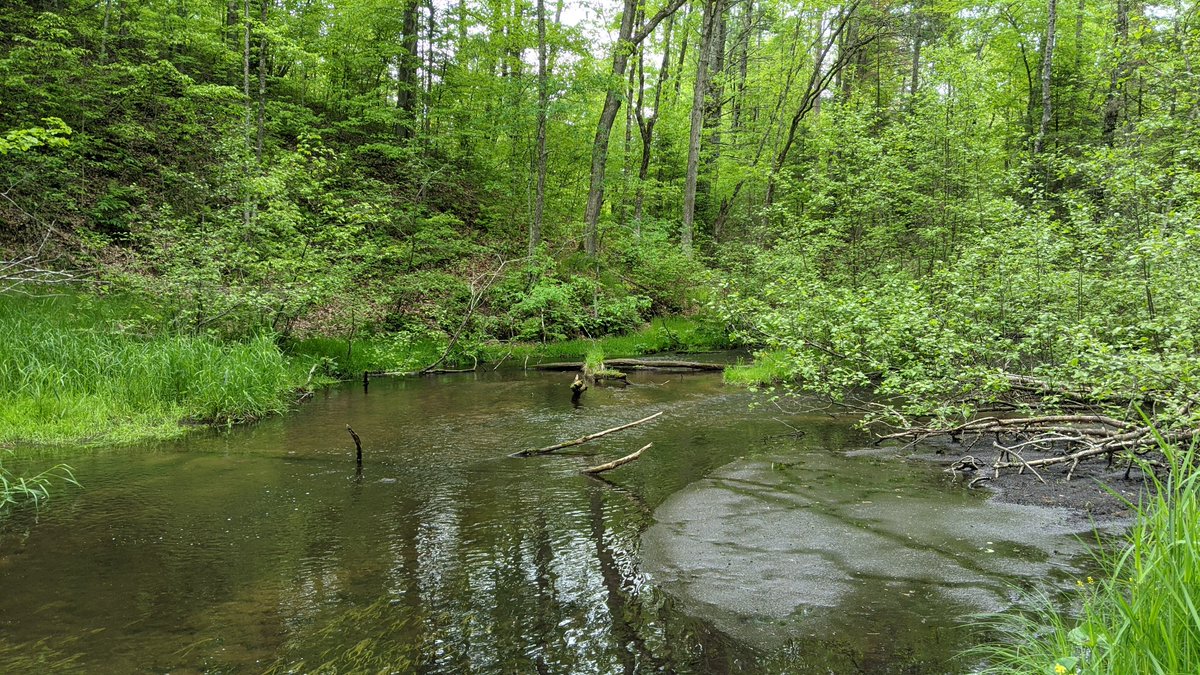 SkiUMahDano's tweet photo. Was a pleasant morning to hit a pleasant little stream in Washburn County, WI to pursue the elusive brook and brown trout! #trouting https://t.co/VpRSmGjwg8