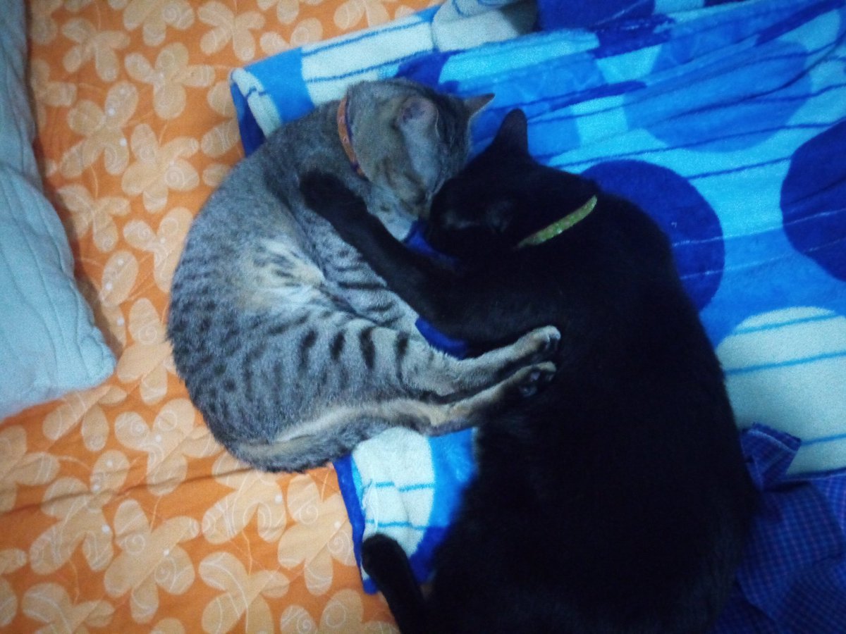 LuzHuitron3's tweet photo. @jonesiecat Amor verdadero!!! https://t.co/pa88oqc6bB