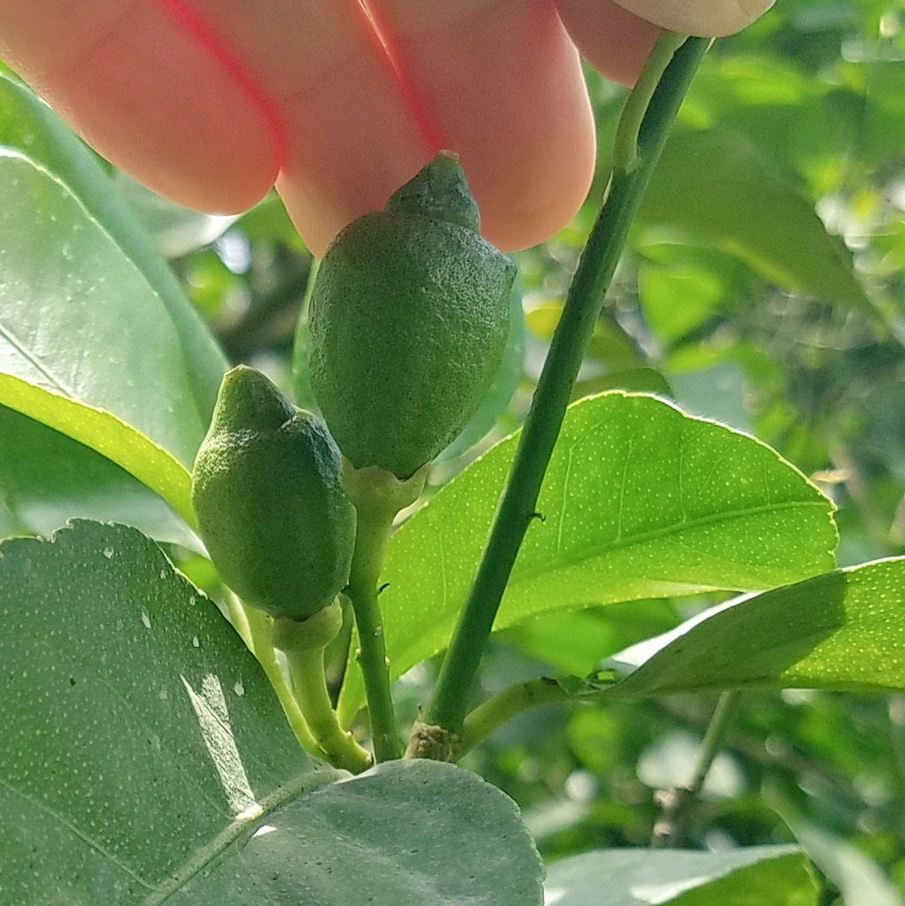 優果園 レモン農家 時々handmade Yuukaen1 Twitter