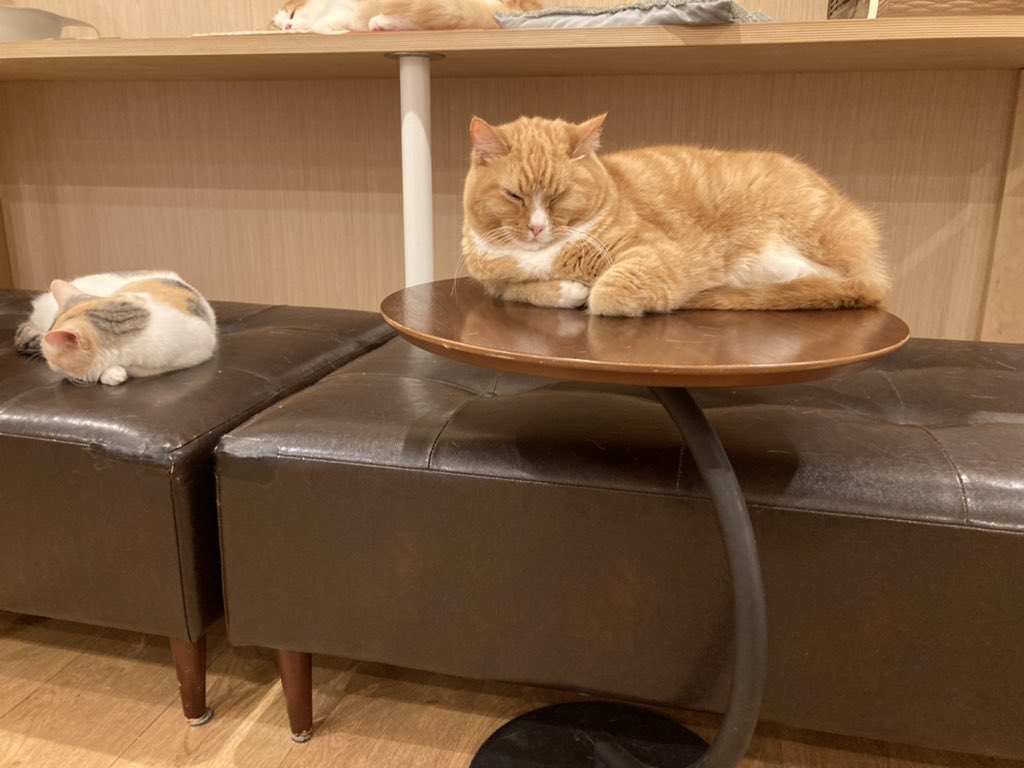 Cat Cafe Obc Catcafe Obc Twitter Cat Cafe Obc Catcafe Obc Twitter