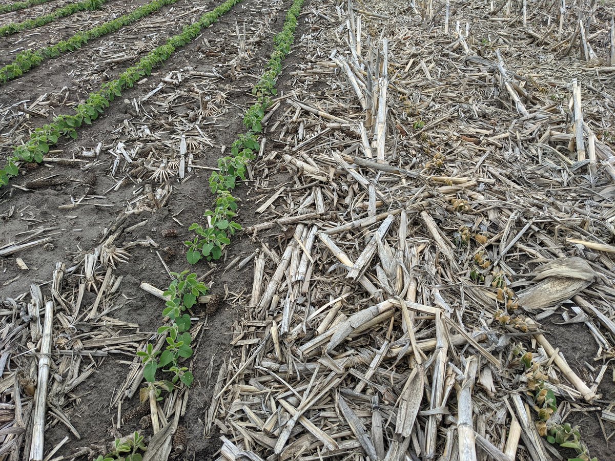 The corn stalk residue really made a impact on frost damage. All no till, only difference is stalk removal for bales. @sobie6 @TimPaplow @NicoleStecklein @HHHuntley5