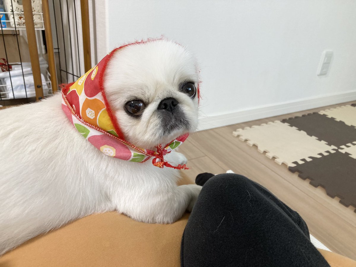 𝐿𝑂𝑉𝐸𝑌𝑂𝑈 手ぬぐいをつけた犬 なぜこんな可愛いのか T Co 5jhdvk4imk Twitter 𝐿𝑂𝑉𝐸𝑌𝑂𝑈 手ぬぐいをつけた犬 なぜこんな可愛いのか T Co 5jhdvk4imk Twitter