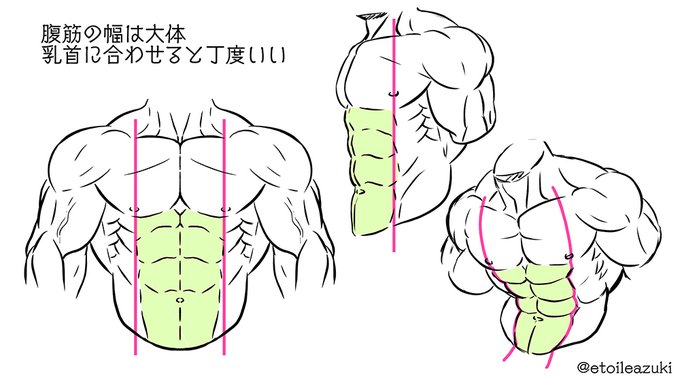 Twitter筋肉の描き方シリーズ 腹筋 筋肉のイラスト制作のことなら 筋肉イラスト製作所