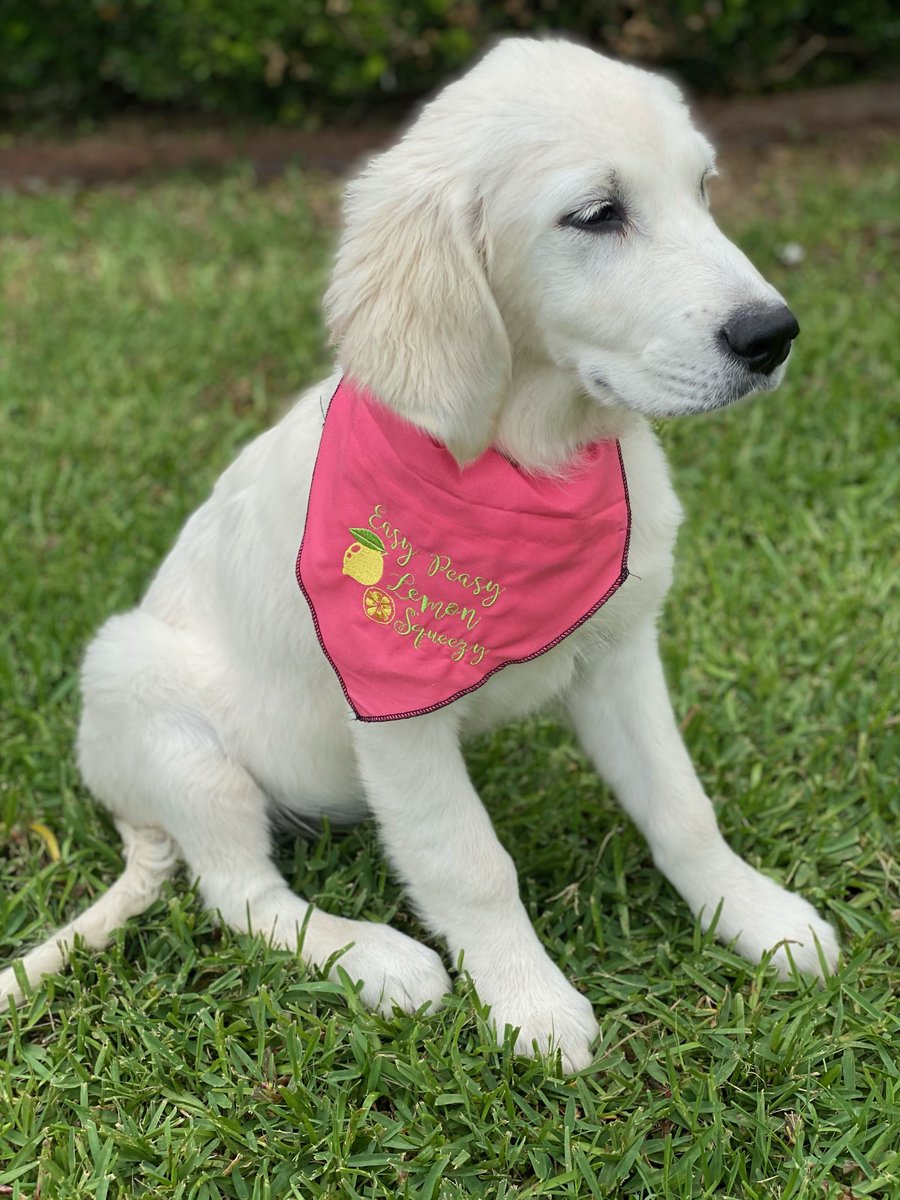 threadsinspired's tweet photo. #custom #dogbandana #personalized #pet #petbandanas #petlover #sweetlemmon https://t.co/oi1Rub2nhF