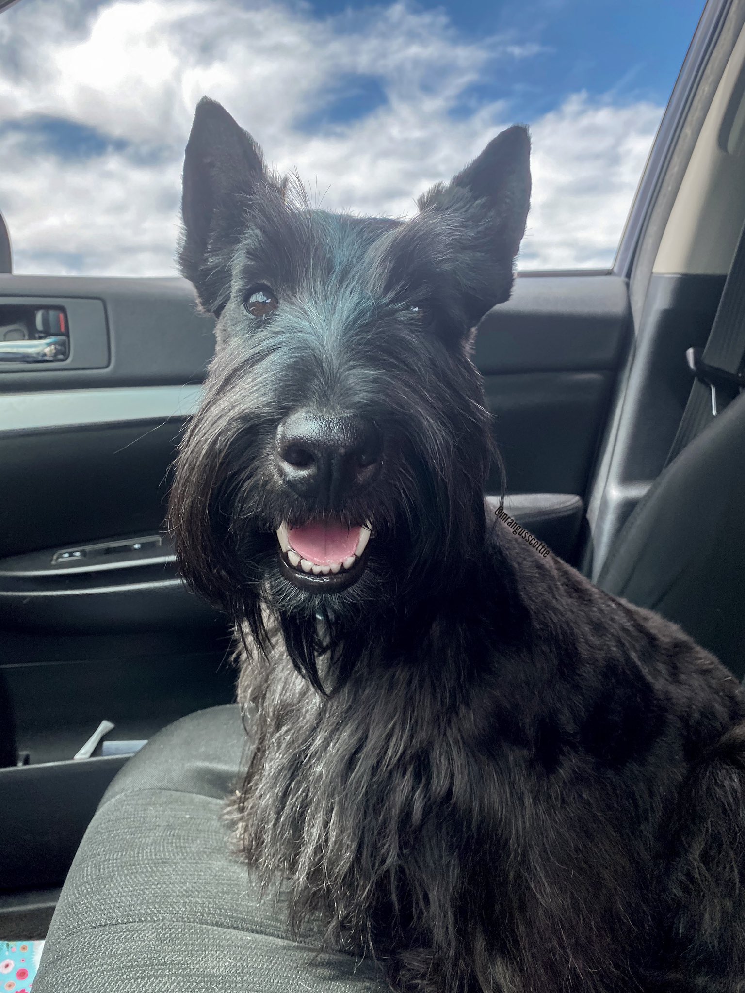 Why Does My Dog Not Like Car Rides