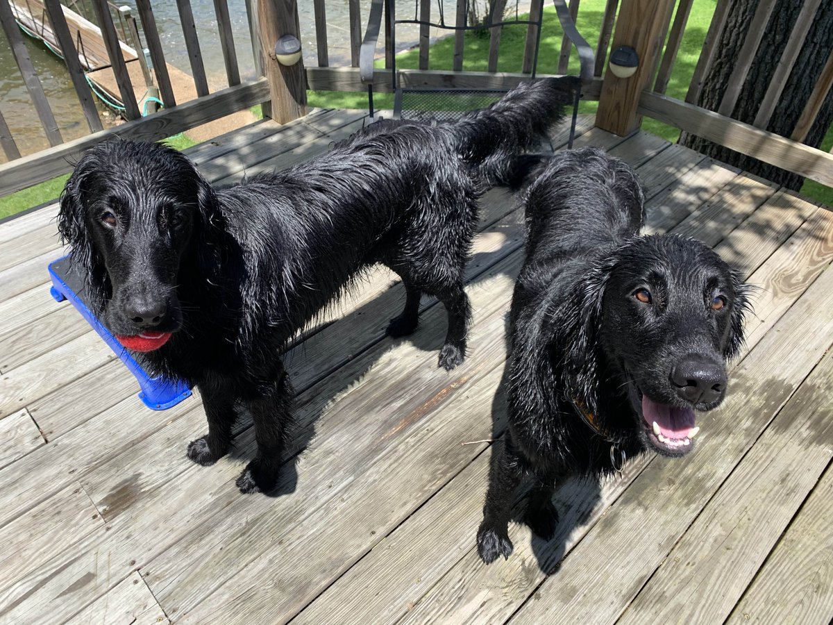 brooksidepet's tweet image. Been a long, long year since the boys have been able to swim off the dock. Chase lost his flattie mind getting to dock dive again. Rieger found clove and anise hides on the dock. Hope everyone is enjoying their Memorial Day!