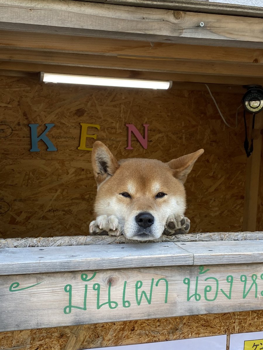 海外でも人気の 札幌の犬の焼き芋屋さん で店番をする柴犬が6歳で死去 海外の反応 海外の反応 ディミヌート