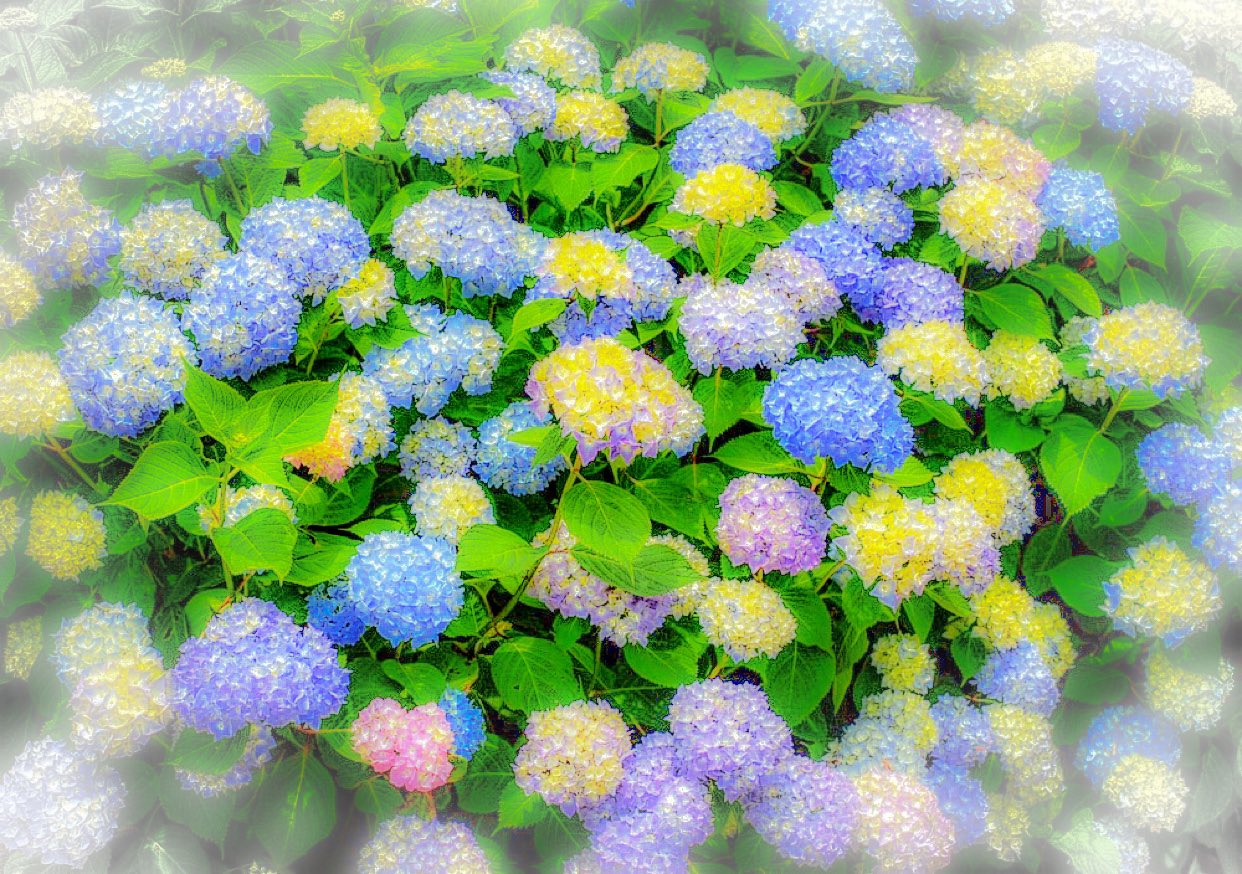 絆 All Japan Global 紫陽花 あじさい 花の色は土壌による とも言われる 酸性土壌では青色 アルカリ性土壌 では赤色 遺伝的に決まっている説もある たぶん最初は黄色 赤傾向遺伝子 青傾向遺伝子に分かれて途中から土壌の影響受けて変化するのかも