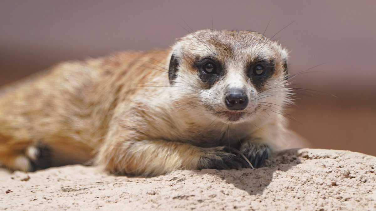富士サファリパーク公式 ぺた ん と寝そべって休憩 日向ぼっこが好きな ミーアキャット は 太陽に向かって二本足で立ち 体を温めるだけでなく 仰向けで寝頃がったり 岩にもたれ掛かったり また 地面が温まると こんなポーズも ミーア