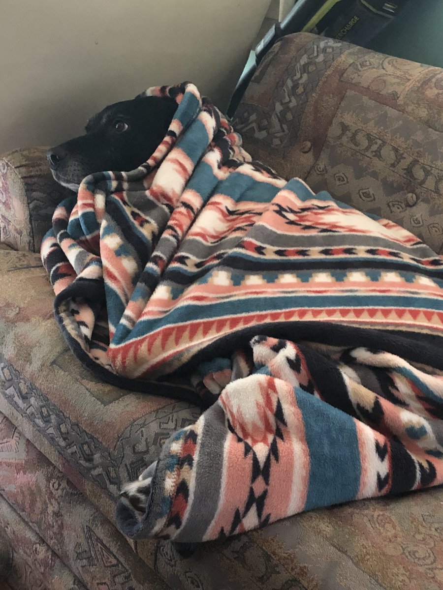 DeluneDemeter's tweet photo. She isn’t spoiled at all. #yessheis #dashdog #spoiledpet https://t.co/sGPFAKms1c