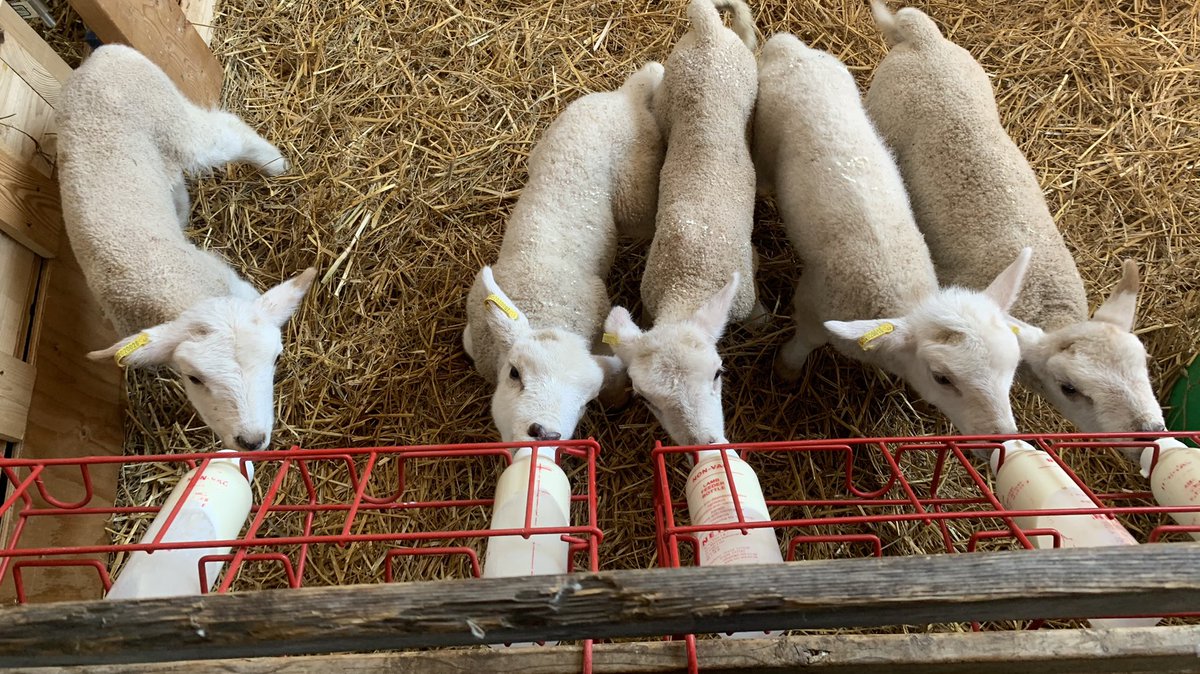 Midpoint Meadows (@midpointmeadows) on Twitter photo 