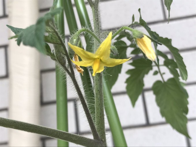 つぼみ 高画質 のtwitterイラスト検索結果