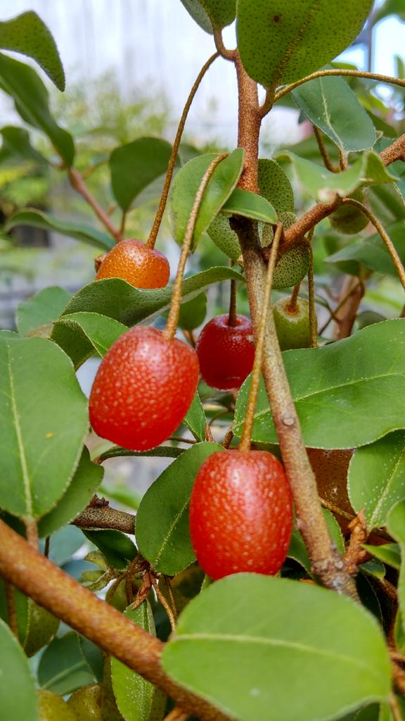 グミの木 Twitter Search