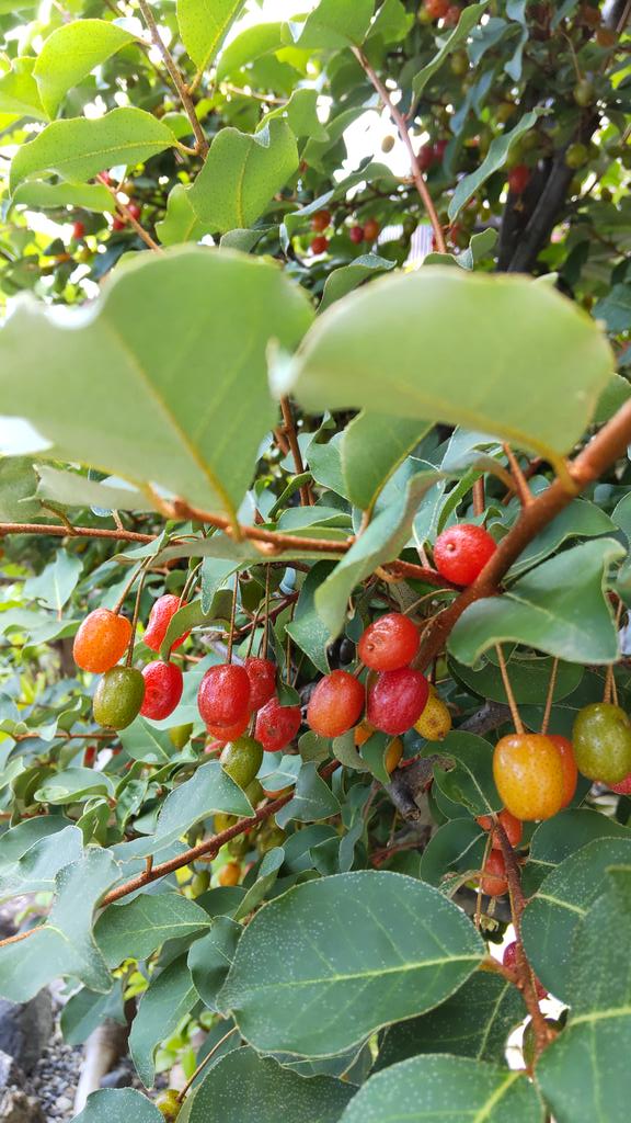 グミの木 Twitter Search