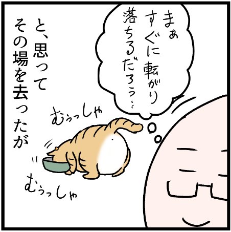 ミュウくんにエサをやっていたら・・・笑
 #ニャンコ #まんが #マンガ #猫  #ねこ #猫あるある #猫漫画 #ペット #飼い主 #エッセイ漫画 #キャット #ねこのいる生活 #漫画 