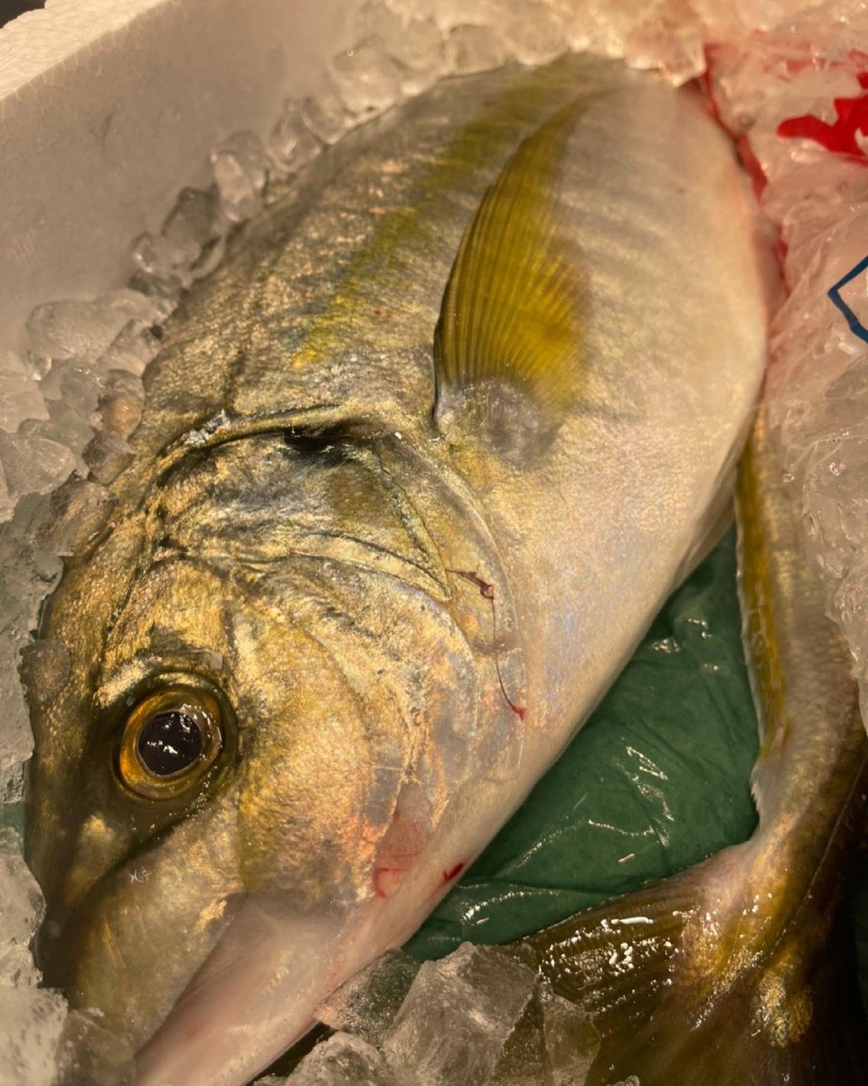 鮮魚 悠 皆さまお疲れ様です 今日紹介させていただきますお魚は高級魚として出回っている天然の縞鯵 シマアジ です わたし達の地域ではまず出回ることはありません 大変珍しく重宝しているお魚です 調理法 お刺身 塩焼き シマアジ お魚