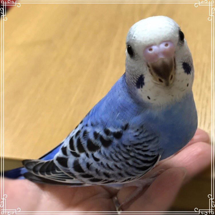 Tom Tom Y 0814 Twitter