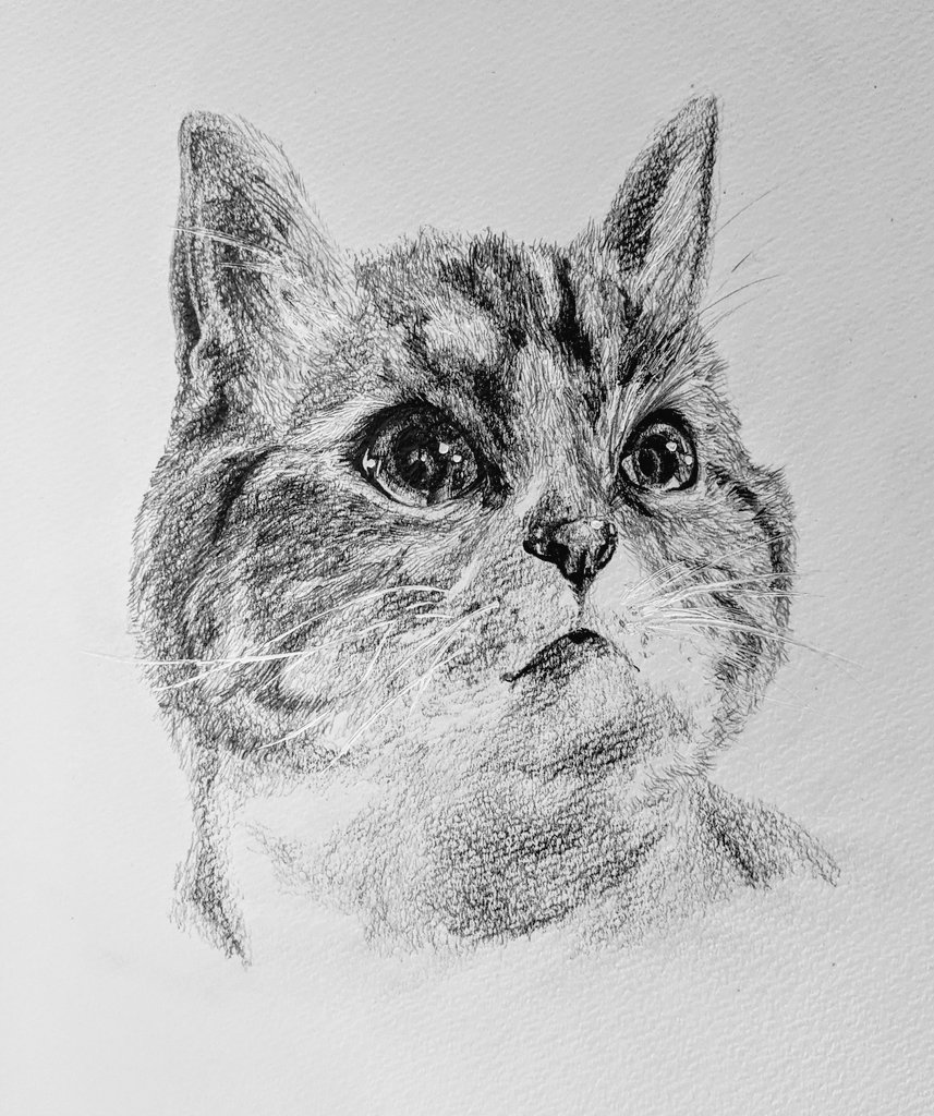 猫描いた
#イラスト好きな人と繋がりたい #絵描きさんと繋がりたい #イラスト #鉛筆画 
