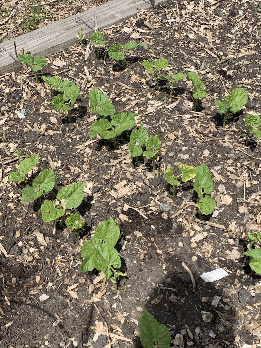 COACPeace's tweet photo. Beans, tomatoes, peppers, spinach, lettuce...our first interfaith garden sprouts! God will feed kids thru our three traditions! https://t.co/9ZYKzhDPky