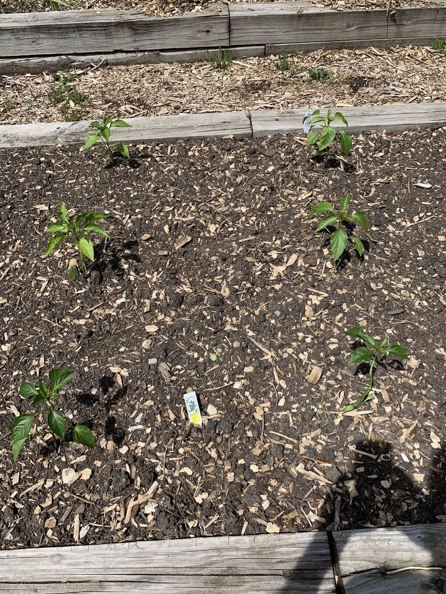 COACPeace's tweet photo. Beans, tomatoes, peppers, spinach, lettuce...our first interfaith garden sprouts! God will feed kids thru our three traditions! https://t.co/9ZYKzhDPky