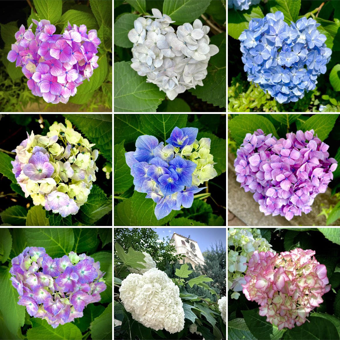 Ayakura Sakurako Heart Shaped Hydrangea ハート紫陽花集めました 見えるか見えないか それは あなた次第 どうぞゆるぅ く優しく見てね Heartshapedhydrangea Kinggnu Millenniumparade Perimetron Redbullsecretgig ハート紫陽花 紫陽花集め
