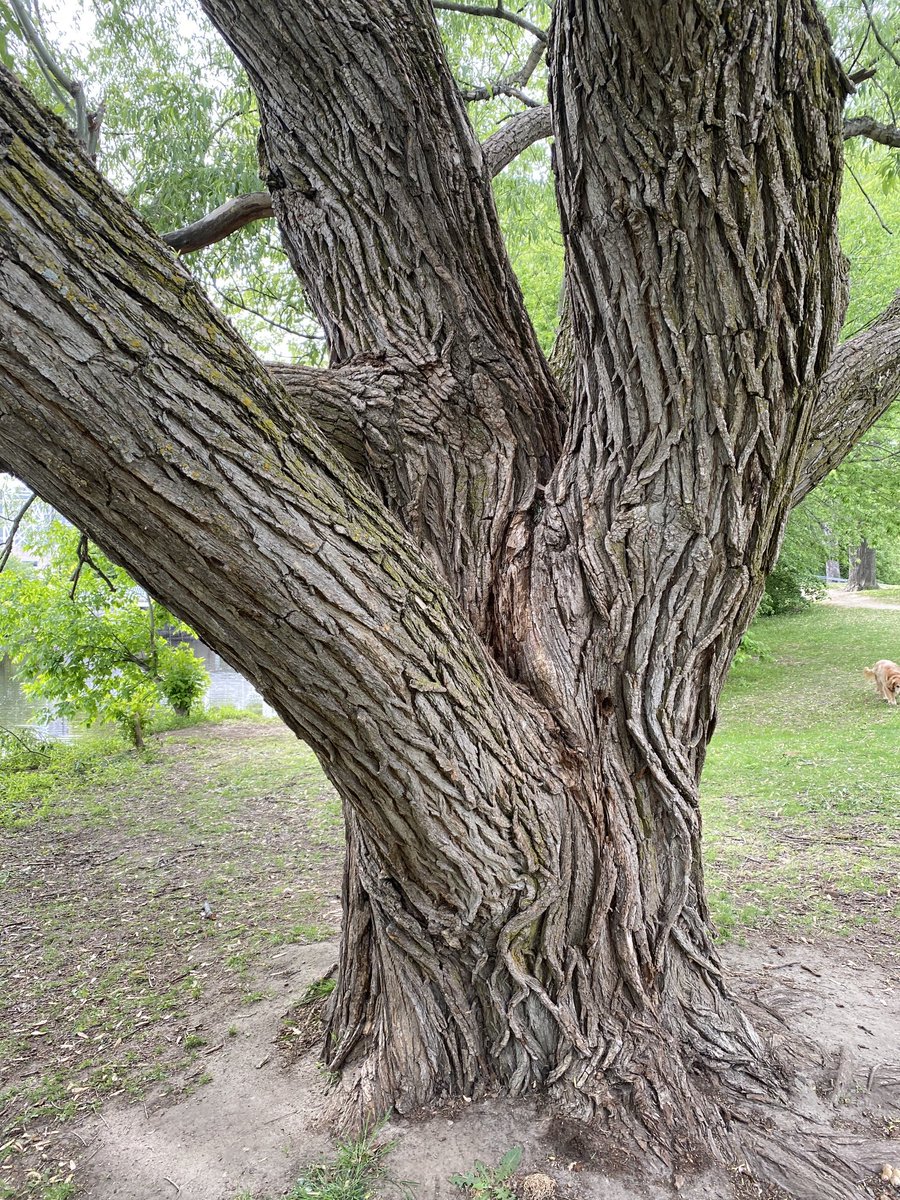 “I think that I shall never see                                             A poem as lovely as a tree.“                                Joyce Kilmer
