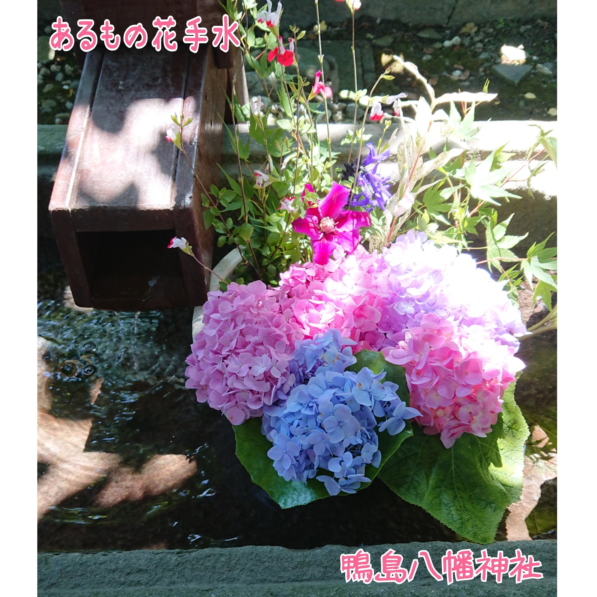 鴨島八幡神社 初花手水 挑戦してみました 小さい鉢に境内の花や葉を摘んで生けてみました 光があたると紫陽花はきれいですね 鴨島八幡神社 吉野川市 吉野川市神社 小さい花手水 紫陽花 神社好きな人と繋がりたい 神社めぐり 御朱印 特別