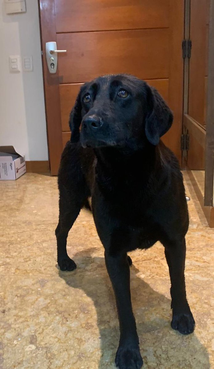 drcata's tweet photo. Perrita encontrada en Bta en Bosque Medina a las 7 pm, no tiene collar, está bien cuidada. Está muy triste y asustada. Si alguien la está buscando, por favor comunicarse al 3124827310, está resguardada y cuidada pero necesitamos encontrar a su familia. 
¿Me ayudan a difundir? https://t.co/x4DsxIeVkw