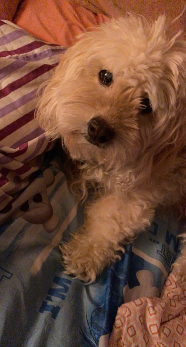 ewalton09's tweet photo. She is always great help when it comes to getting all these projects/assignments done lol #engl318mu https://t.co/56QohhfgrO