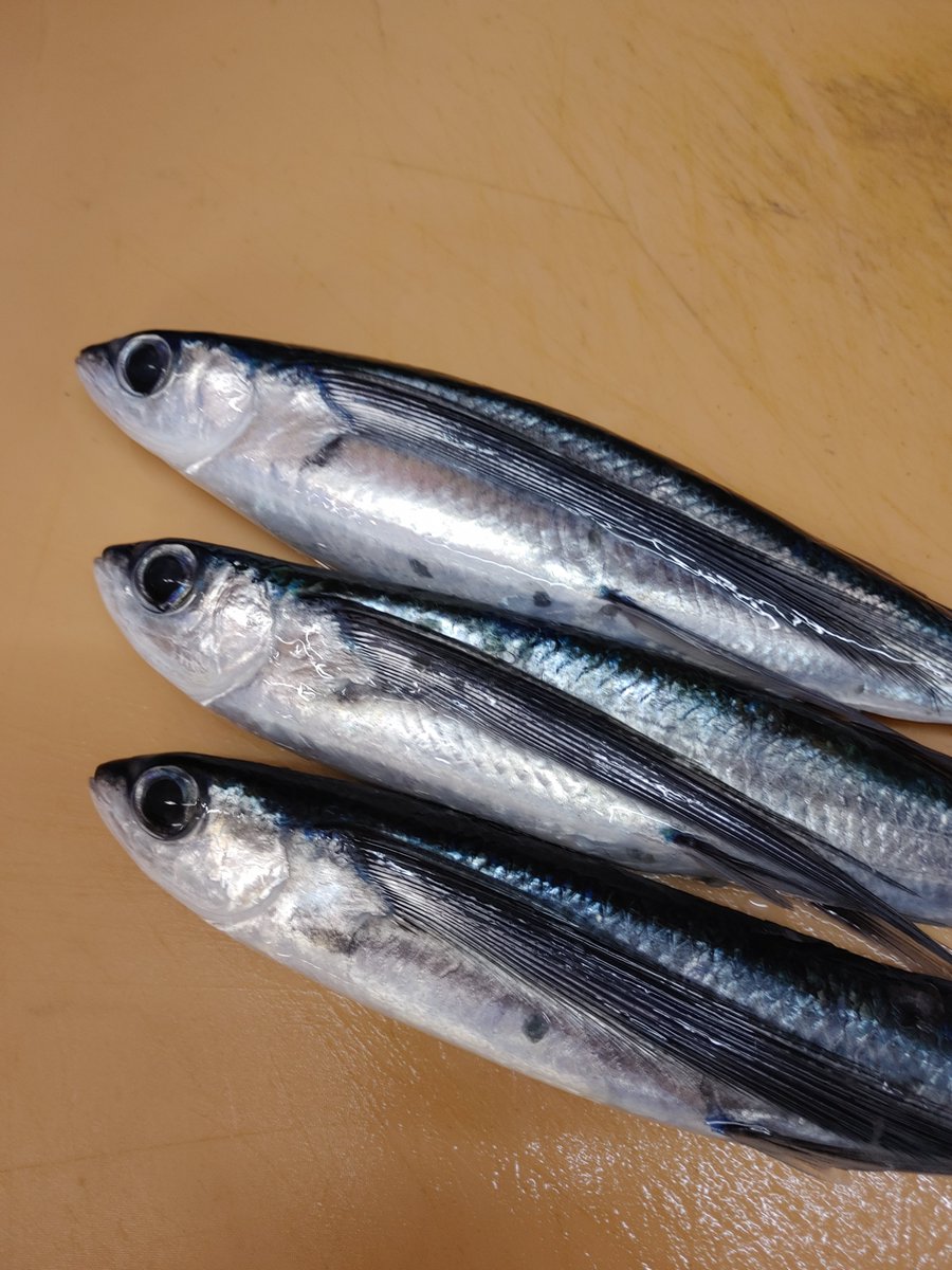 初夏を代表する魚 初夏を代表する魚