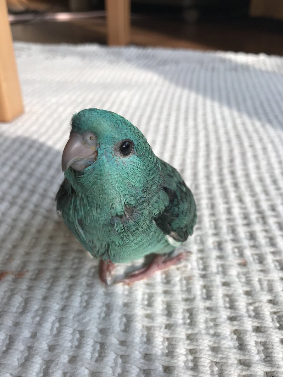 sato4ca's tweet photo. インコ迷子　拡散希望　
静岡市葵区牧が谷から、知り合いのサザナミインコ2羽が今朝6時頃窓から逃げ出してしまいました。1羽は写真のブルー、1羽はノーマルのグリーンです。
見かけたり保護されている方はご連絡お願いいたします。 https://t.co/DBg9stMAAC