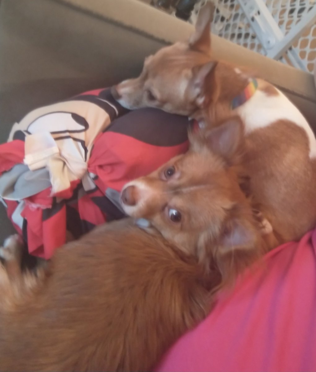 Jamie78069740's tweet photo. @TrevorHarrisXXX So cute ❤️ here's a Picture of my Babies Ariel and her son Tito https://t.co/6GDfmO1VVz