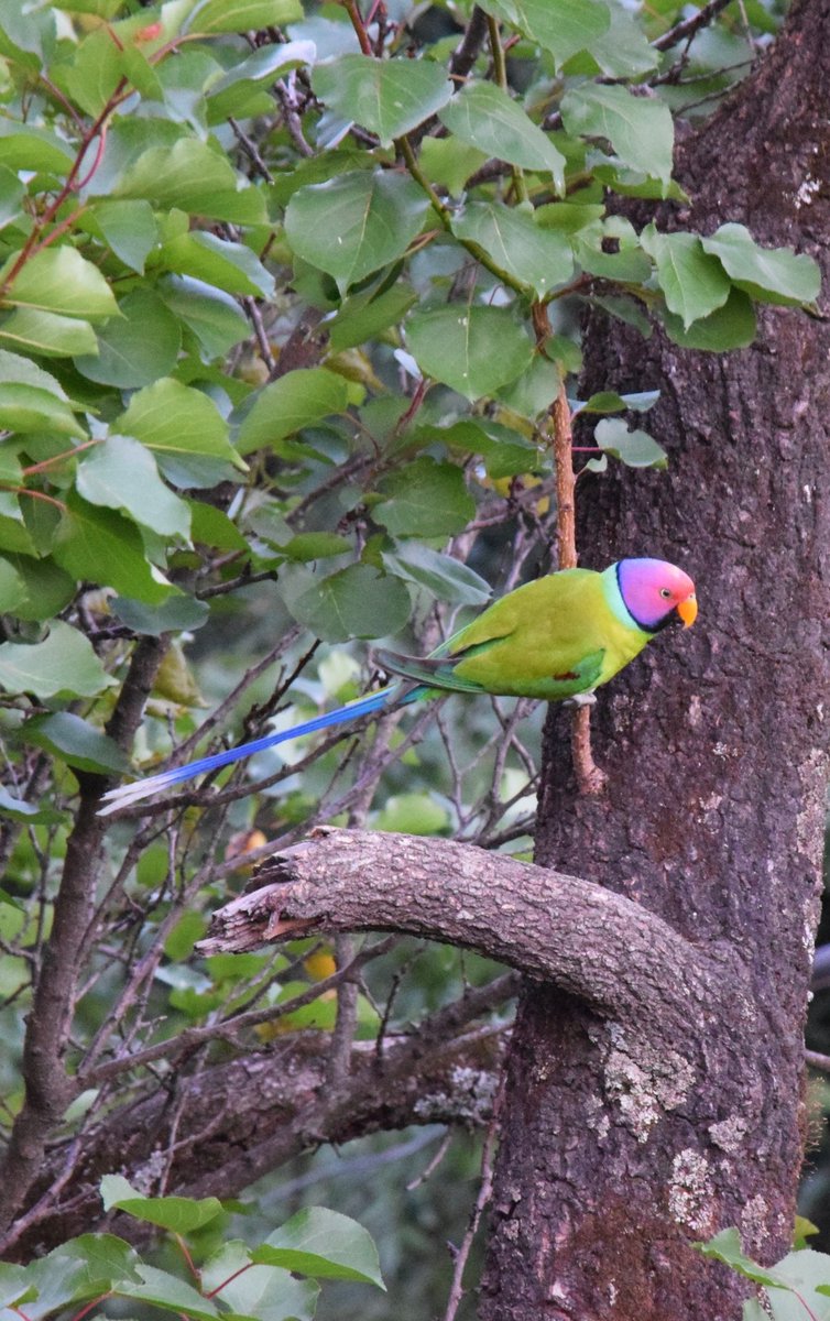 #ParakeetsOfIndia #WorldParrotDay

Alexandrine 
Rose-ringed
Plum-headed

#indiaves @IndiAves #TwitterNatureCommunity