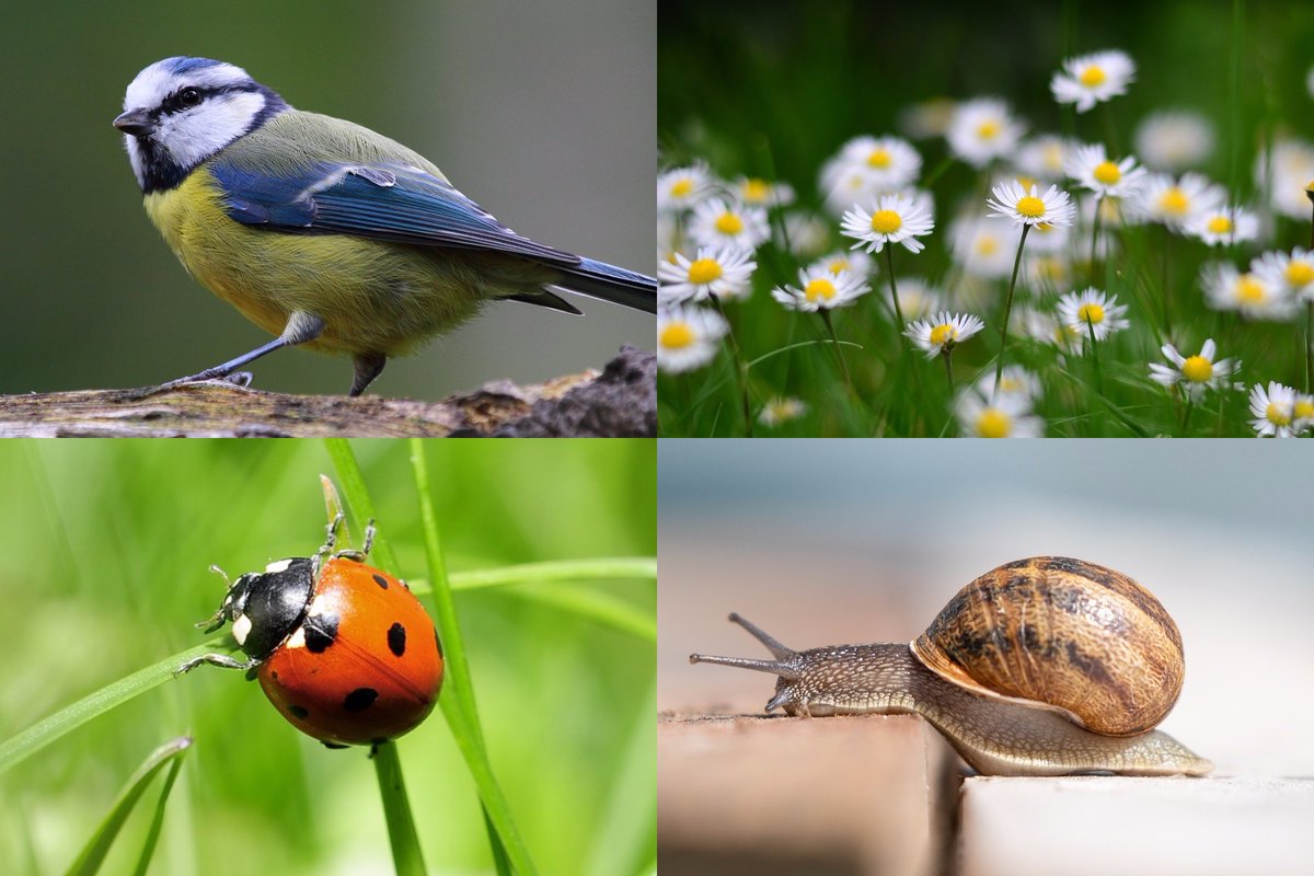 ZeptoApp's tweet photo. It’s #GardenWildlifeWeek this week! Why not let Zepto help you map the nature that comes to visit your nearest garden? Get others to download and take part too - they can help by checking your digital dots and spying for more 🔍🦔 #zeptonature #timeinnature https://t.co/BqGrwSK6zM