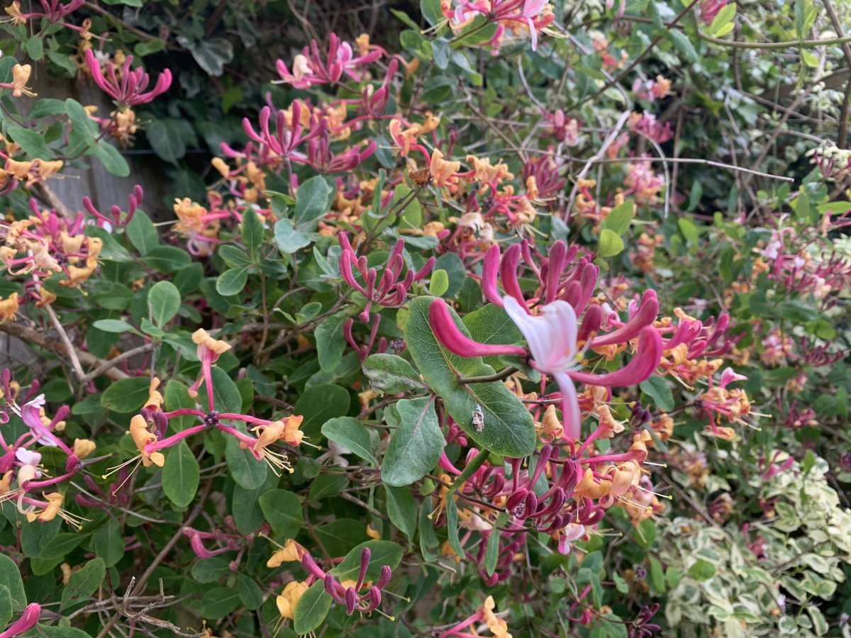 Wish you could smell this. #honeysuckle.