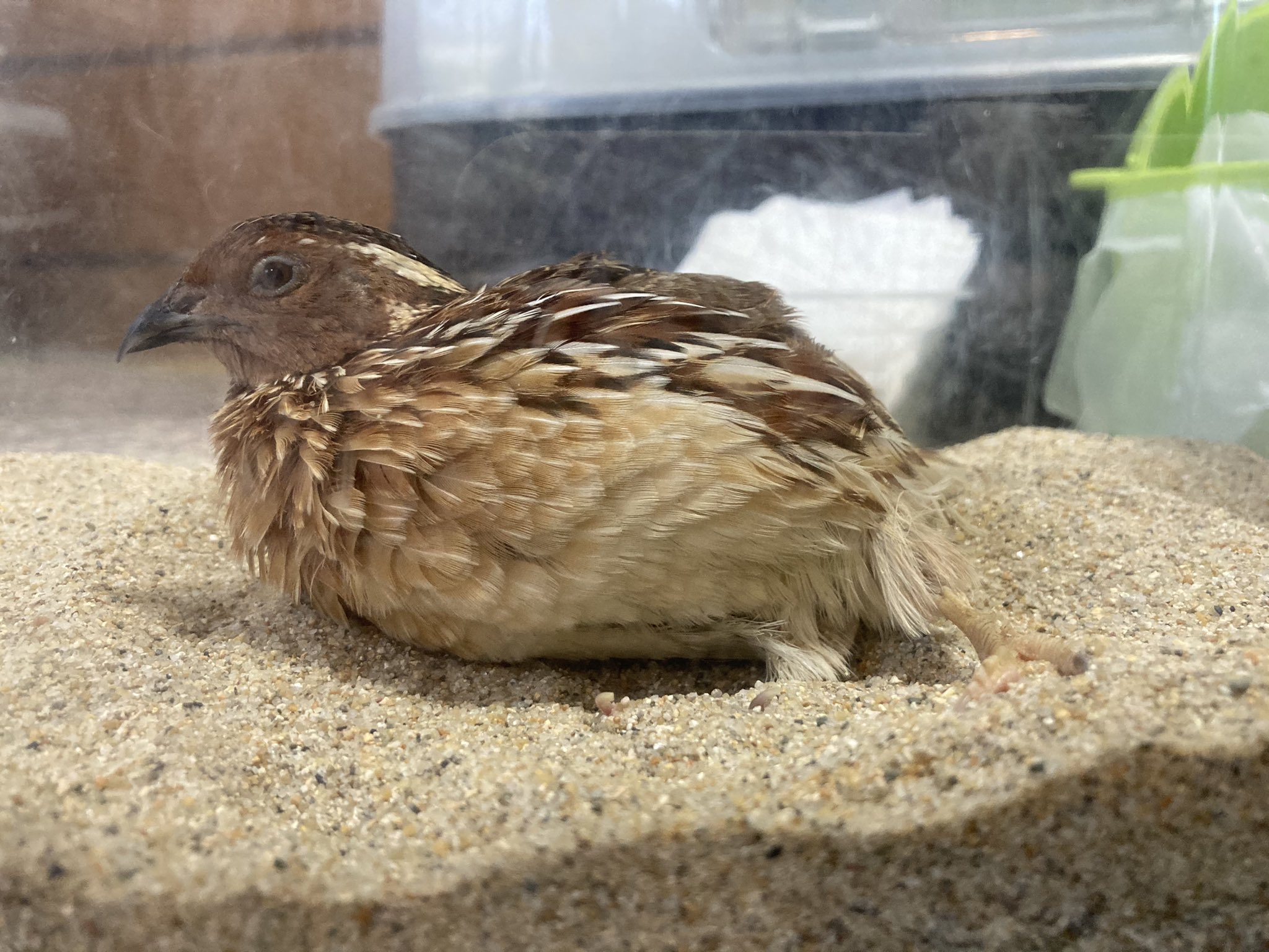 Uzurabu お砂中 うずら かわいい ウズラ T Co Bqat9wg1ea Twitter