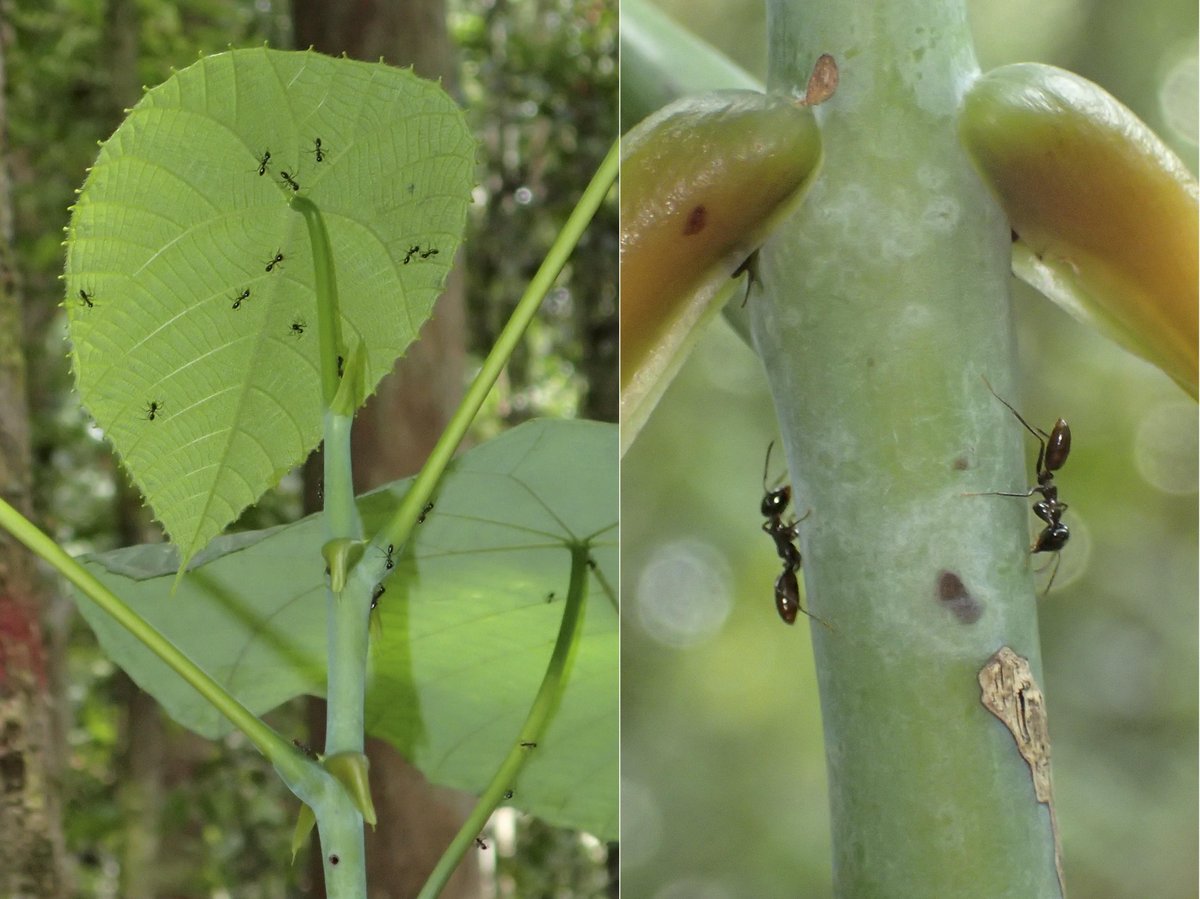Asian Myrmecology tweet media