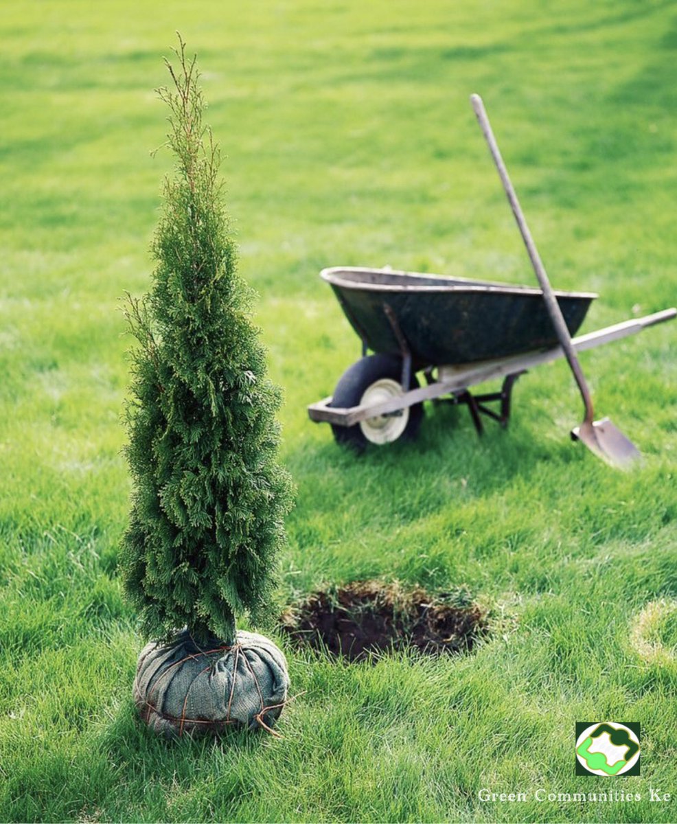 greencomm_ke's tweet photo. A tree is beautiful, it has a right to life; like water, it is essential. Life on earth is inconceivable without trees. Forests create climate, climate influences peoples' character. There can be never  civilization if forests crash down under the axe. #GreeningIsBelieving https://t.co/yH4Sjk1yHY