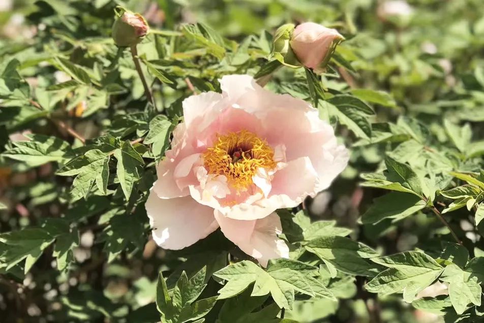 HohhotChina's tweet photo. An ocean of peony #flowers graces Nanshan Ecological and Cultural Tourism Park in Horinger county, #Hohhot. The peonies in the county are currently in full bloom, attracting #tourists to come and enjoy the flowers and take pictures. #flower https://t.co/CZKQJh1EZ4