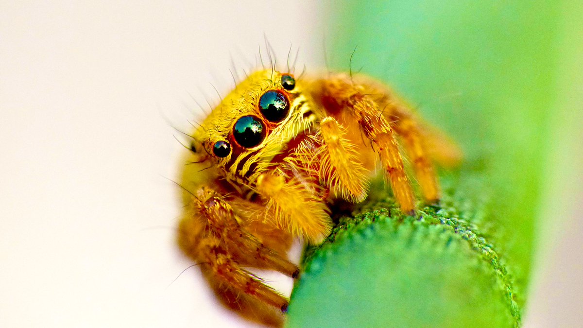 Hello beautiful... with many wonder filled eyes #Hope4all
#MacroMonday @nature_macro @MacroHour #macrophotography  @ThePhotoHour #IndiAves  #TwitterNatureCommunity #macro #ThePhotoHour #macronature #insects #BBCWildlifePOTD @WorldofWilds #Luv4wilds #arachnids #Spiders