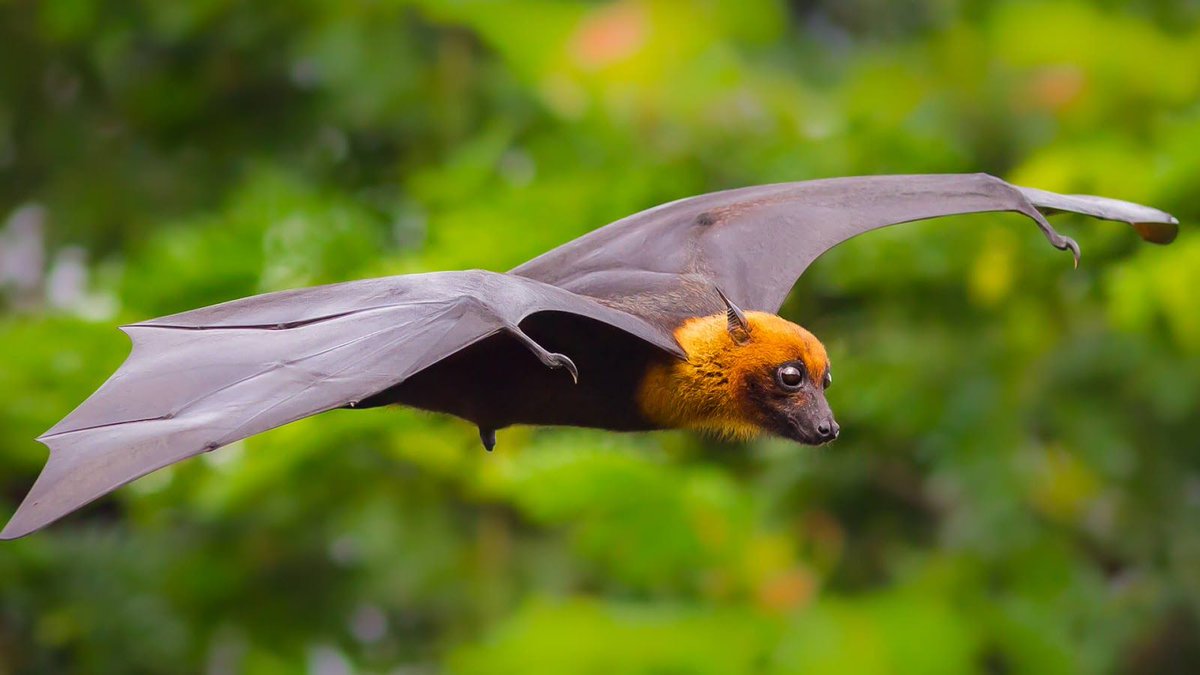 WeLoveBats's tweet photo. The Indian Flying Fox (Pteropus medius / Pteropus giganteus) is one of the largest species of bat in the world. It truly earns its name, just look at that face &amp; that fur. Pteropus medius has a wingspan of up to 5 ft (1.5 m), fueled by a diet of fruit &amp; nectar. 12/10 #RatingBats https://t.co/8Vl3hFbQcO