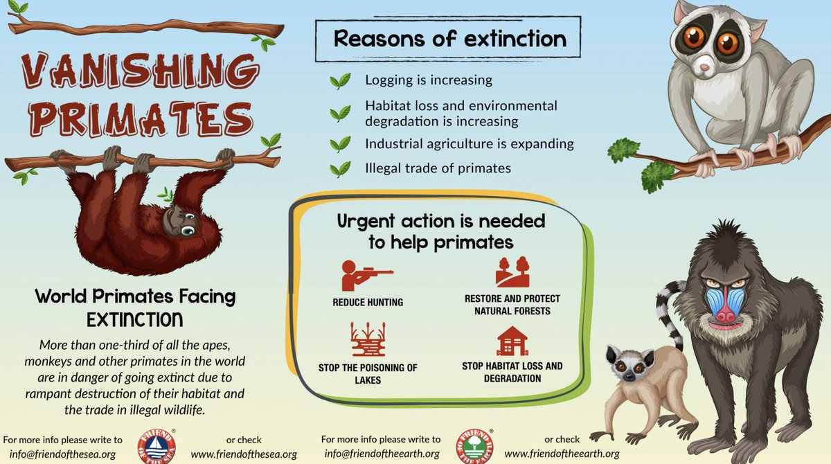 qinhan_zhou's tweet photo. The WSO proposed several ways to protect primates.  Site/area protection and management, conservation of resources and habitat, and restoration of habitat and natural processes will ensure that it continues to reproduce and reproduce. #39canimals https://t.co/wn6Vbkj1iO