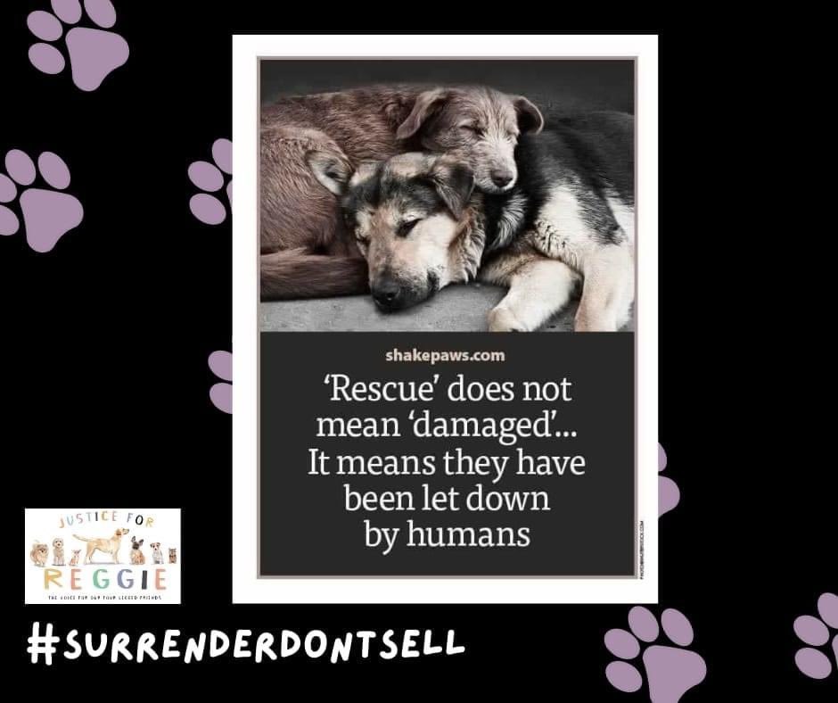 JusticeforRegg1's tweet photo. #letdown #notdamaged #comesfirst #dogs #rescue #surrenderdontsell #dog #dontletthemdown #justiceforregg1 https://t.co/BZ7Ku941ib