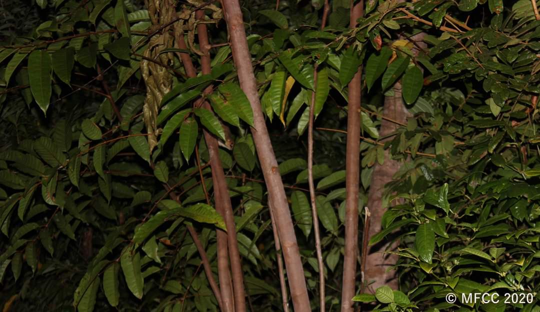 AssociationMfcc's tweet photo. 🔎 Did you spot the #lemur in this image of one NPA Tampolo forest plot ? Please tell us where? In the protected area of Tampolo, you can observe diurnal or nocturnal lemurs such as Eulemur sp. , Microcebus rufus. #SDGLab #MFCC #IFITokyo #Forests #NAPTampolo #Connect2Earth https://t.co/KBeAX7p5yV